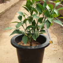 (D소망)한라봉묘목 7치화분 1그루