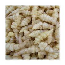 초석잠종자 1kg/초석잠종근/초석잠씨앗/씨초석잠