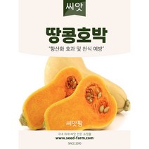 땅콩호박 씨앗 (10립) 버터넛트