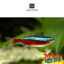 카디날 테트라 2cm급