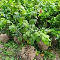 키움원예 [병아리꽃] 개화주 키80센티