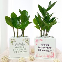 화분마당 성경구절 금전수 돈나무 정사각 화분, 1개, 선택2