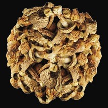 아가리쿠스 버섯 500g KD 중국산 한방재료 한방 약초