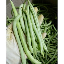 생그린빈 (500G) 그린빈스 껍질콩 줄기콩 스트링빈
