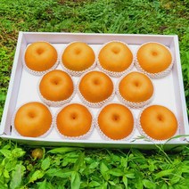 울주 해풍을 맞고 자란 서생배 5kg 가정용 선물용, 서생배 5kg/가정용/특대과/6~7과
