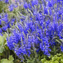 [모야모 꽃씨] 베로니카 로얄블루 50립 씨앗, 소포장 50립