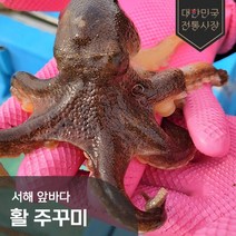 국내산 서해 산지직송 알배기 활 주꾸미 1kg 2kg 3kg 4kg 5kg 쭈꾸미, 국내산 활 주꾸미 3kg