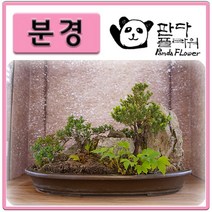 PFF003 고급화려한/럭셔리 대자연 인테리어 bonsai/분재/석부작 추천 철쭉백작약장수매화삼나무천연돌이끼