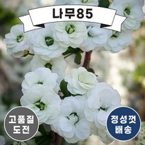 (나무85) 장미조팝 7치 화분, 1. 장미조팝 7치 화분