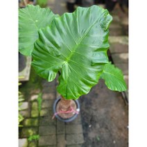 무배특가 알로카시아 대품 대형식물 90~130cm 299