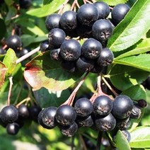 아로니아나무 묘목 블랙초크베리 - 실생4년 뿌리묘 5개
