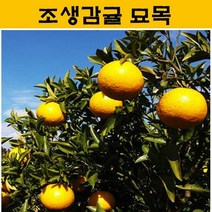 조생감귤 묘목 4년생 JJ19, 1개