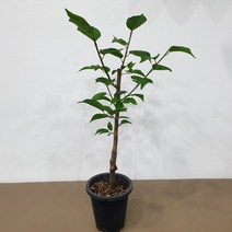 홍매실나무 화분묘 접목1년생 화분채배송, 1개