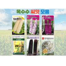 옥수수 씨앗 모음 찰 초당옥수수 얼룩 자홍 블랙베리 주말농장 텃밭 가드닝, 6.케이팝옥수수 20g