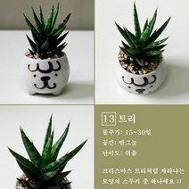 보거스플라워 미니다육이 산세베리아 스투키 정야 베이비핑거 홍미인 귀여운화분, 1개, 트리