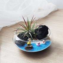 잎새몰 공기정화식물 행잉플랜트 에어플랜트 틸란드시아 이오난사 세트 모음, UFO15+이오난사+오리(3ea)set