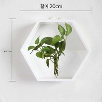 수경 화분 인테리어 수생 식물 천연 가습기 다육, A