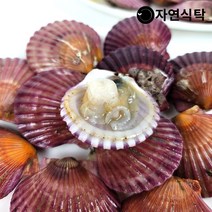 [산지직송]국내산 남해안 홍가리비 5kg(100~125미내외), 단품
