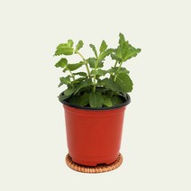 허브 식용 식물 모종 마이플랜트, 07.스피아민트