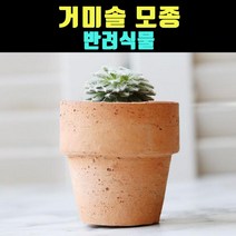 곰빵몰 거미솔 선인장 옥상정원 반려식물 바위솔