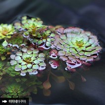 루드위지아 세디올데스 1줄기 (부상수초 수생식물), 단품