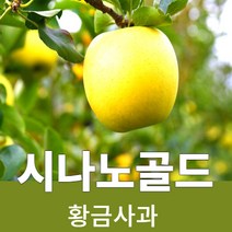 시나노 골드 경북사과 껍질째먹는 황금사과 산지직송 3kg 5kg, 시나노골드3kg (12~15과)