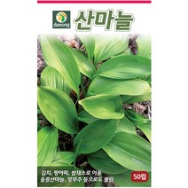 방아 1g - 씨 씨앗 방아씨앗 방아씨 나물씨 나물씨앗 민속채소 채소씨 채소씨앗 방애잎 중개풀 방아풀 배초향 곽향, 21_다농_산마늘(50립)