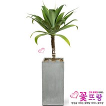 꽃뜨랑 전국배송 대형화분 행운목 해피트리 스투키 금전수 개업화분 당일배송꽃배달, C03 아가베 아테누아타, 1개