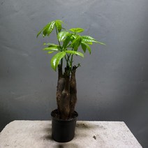[공룡꽃식물원]파키라 삼식이 소품 공기정화 75, 1개