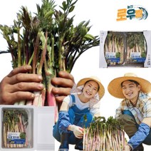 [로우벨] 국내산 땅두릅 참두릅 나물 두릎 두룹 강원도 자연산 봄나물 당일수확 산지직송 300g/500g/1kg/2kg/4kg, 1kg