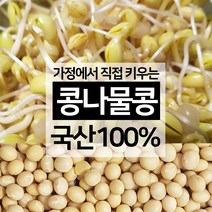진도장모와 서울큰사위 국산 콩나물콩 집에서 간편 재배 노란콩 22년 11월 햇콩 잡곡콩 가능, 1개, 1kg