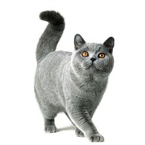 차량용 냉장고 미니 냉온장고 캠핑용 온장고 3Ratels CM29 사랑스러운 고양이 페르시아 Birman Bombay 영국, 16 CM29-17_05 50cm( 19.7inch)