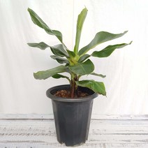 [레드바나나나무] 몽키바나나나무 중품 60cm