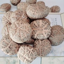 백화고버섯 몸에좋은 버섯 국내산 무농약 특품 생 백화고 명절선물세트 1.5kg, 특품선물세트 1.5kg