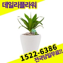 아가베 실내공기정화식물 개업축하선물 미세먼지 공기청정 키우기쉬운식물 고급승진화분