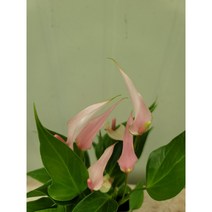 릴리 안스리움 119