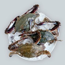 서해안 새벽조업 제철 가을 숫꽃게 생물 활꽃게, 소 1kg( 6마리 내외), 1개