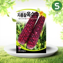 솔림텃밭몰 자홍찰옥수수씨앗 150립 자색 찰옥수수 종자, 단품