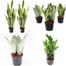 트리앤 1+1 산세베리아 수퍼바 금전수 돈나무 문샤인 선인장 다육이 분갈이흙 상토흙 식물영양제 미세먼지제거 공기정화식물, 14. 1+1 스투키 257촉이상 1개