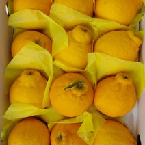 [제주직송} 제주 한라봉 제주도 제철 2kg 3kg 5kg 선물용 가정용, 5kg 가정용_중소_22과 내외, 1개