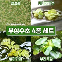 둥둥 수조 위 뜨는 부상 수초 키우기 4종 세트 SET3, 단품
