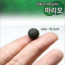 자연과사람 오리지날 마리모 [약 1cm] 2개, 1개