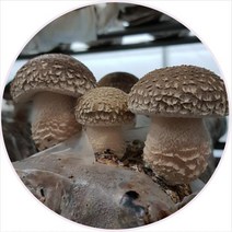 친환경 무농약 상주 송화고버섯 송고버섯 송향버섯 1kg 송화고분말 100g, 송화고버섯 실속형1kg