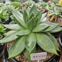 원종마리아, 1개