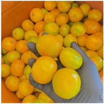 귤나무 귤 유라조생(밀감) [접목2년] kjot, 1개