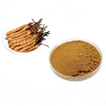 동충하초 분말 리얼동충하초, 10g, 10g, 1개