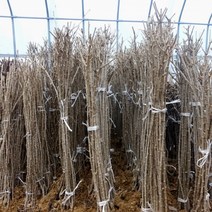 [약초] 구기자(왕구기자) 삽목1~3년 묘목(묶음), 5개, 왕구기자 2년(결실주/묶음)