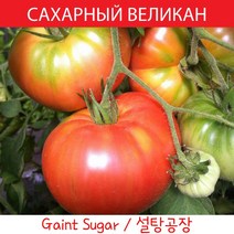 설탕공장 CAХАРНЫЙ ВЕЛИКАН 달콤희귀토마토10개 초한정판 교육체험용 세트