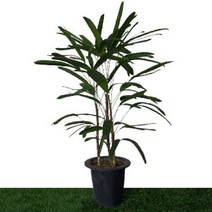 [카니발플라워]관음죽(cf070)