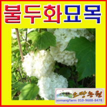 (G소망)수국백당(불두화)묘목 키(약100센치) 2그루